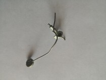 Horseshoe watch accessories