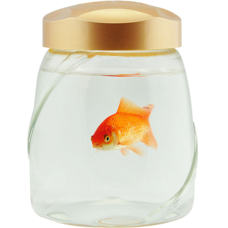 Golden PET Glue Bottle 900ml Ml Plastic Empty Bottle Jar Food Dried Fruits Tea Nut Container Plastic Bucket