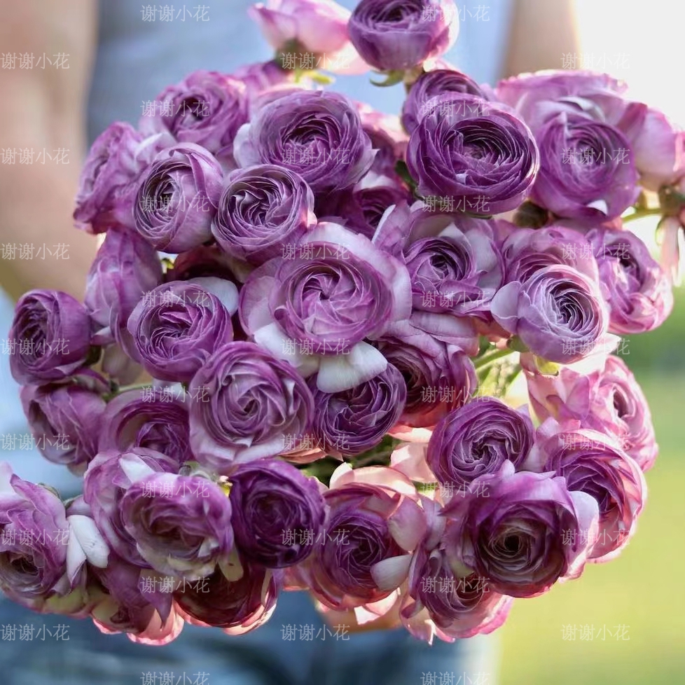 “牡丹花之富贵者也”这句话怎么翻译？有哪些常见的误解？🧐