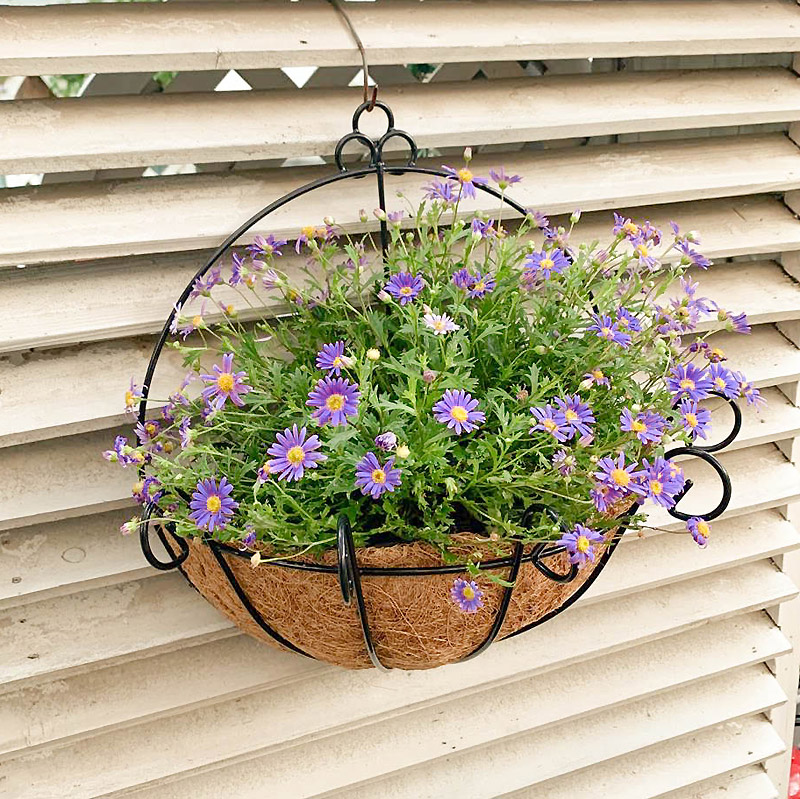 Coconut Palm Floral Basket Iron Art Wall-mounted Flower Shelf Half Wall Hanging Basket Hanging Wall Broccoli Brown Cushion Bird Nest Sea Grass Blue Cultivation Flower Pot