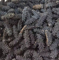 Russian Wild Sea Cucumbers About 12 per 50g Natural raw light dry net weight 50g 