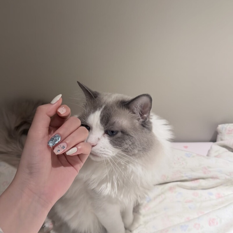 Ice Blue Manicure with Fake Nail Stickers, Brightening Milky White, Simple Glitter Manicure, Dazzling Rhinestone Manicure Ice Blue Manicure with Fake Nail Stickers, Brightening Milky White, Simple Glitter Manicure, Dazzling Rhinestone Manicure