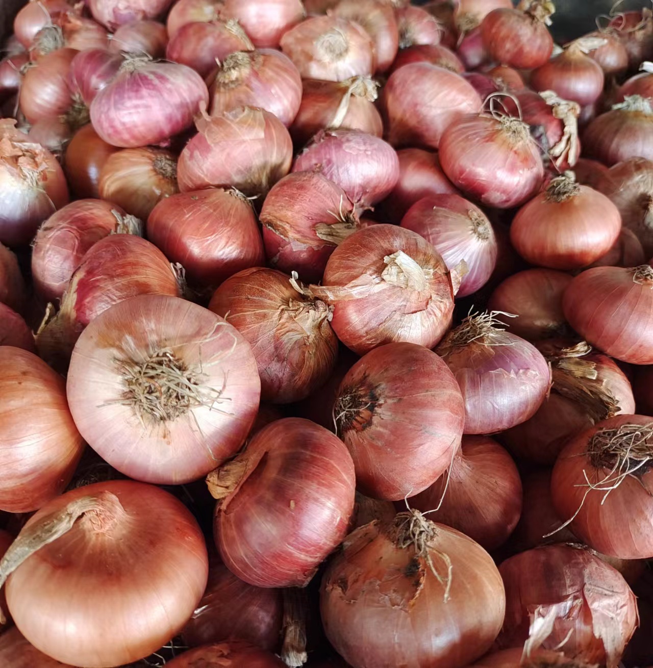 Fresh vegetables, small onions, onions, red skins, purple skins, onions, Western-style barbecue, buy more and have a discount - Taobao