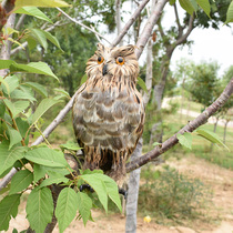 True feather simulation owl static animal model feather specimen ornaments photography props home shopping mall ornaments