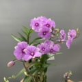 花艺城