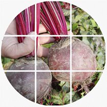 Take 2 minus 3 yuan and five kilograms of agricultural products sweet root vegetables red cabbage head fresh vegetable root seaweed juice Green