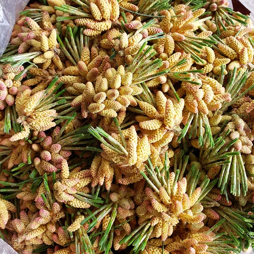 Свежий порошок сосновой сосны Чанбай теперь принимает 500 граммов беспрепятственных цветов сосновой точки, бесплатная доставка