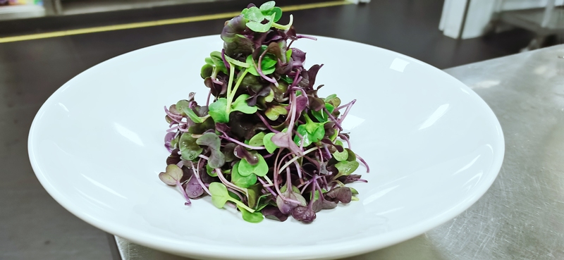 Purple Pine Sprouts, Fresh Purple Pine Sprouts, Free Recipe When Placing an Order, Starting from 10 Boxes ~ 