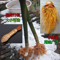 Now dig bamboo bamboo root carving raw material bamboo root material full of nails