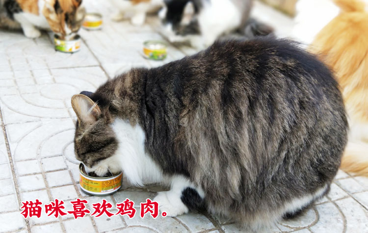 Mèo nhỏ mặt mèo đóng hộp ức gà thịt bí ngô 80g mèo ăn nhẹ thức ăn ướt vào mèo con phổ thông thức ăn mèo royal canin