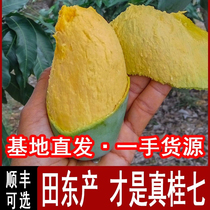 Authentic Guangxi Baise Tiandong Guiqi mango fresh tropical fruit freshly picked in season sweet 10 catties whole box large fruit