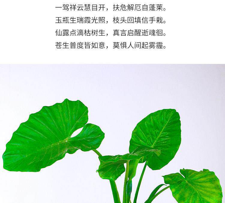 详情图3.jpg