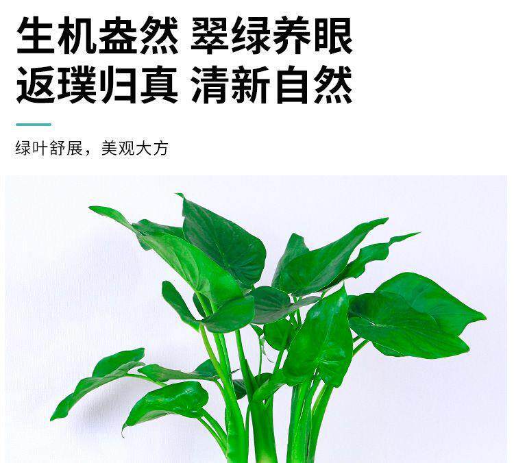 详情图10.jpg
