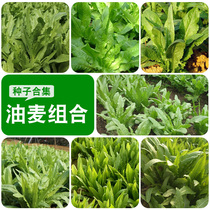 Heat-resistant non-spotted fragrant oil wheat seeds balcony planting vegetables family potted vegetables seeds sweet Mark vegetables Four Seasons farmhouse