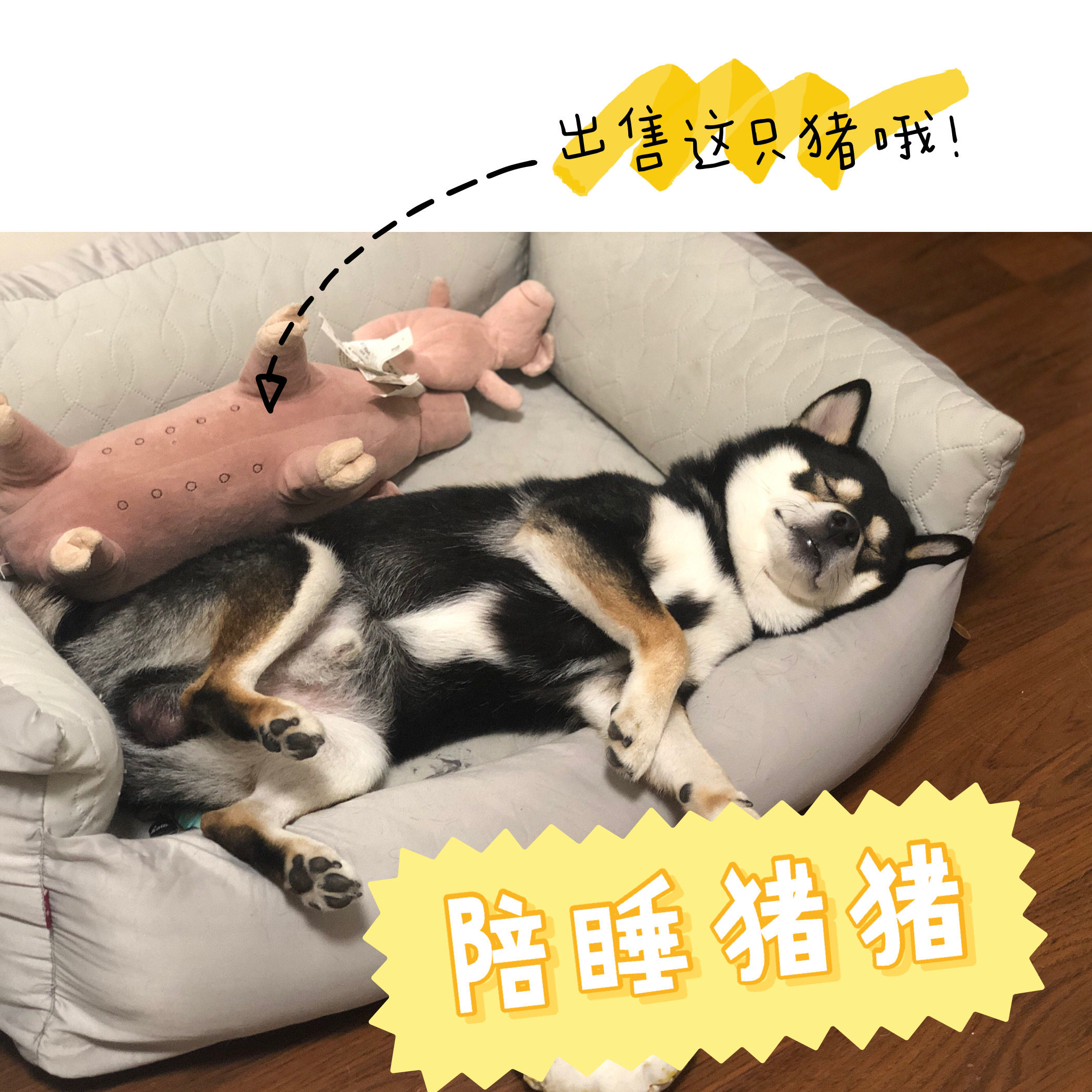 Shiba Inu Kobe Accompanied by Sleeping Pigs and Dogs to Relieve Boredom Accompanied by Venting Pillow Plush Pet Toy Doll Bichon Frize