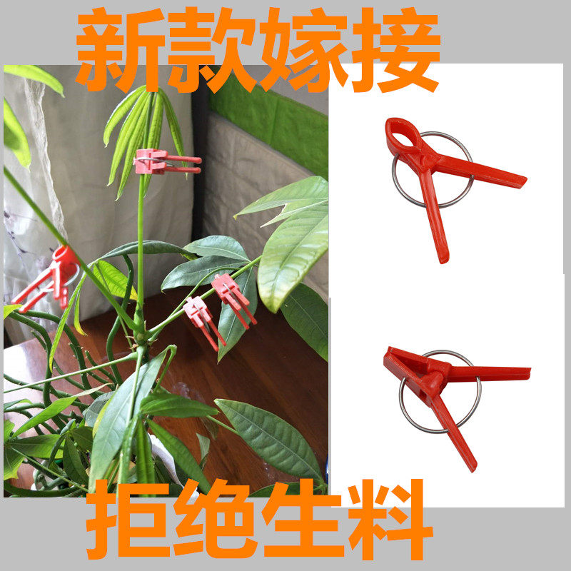 Special clip graft clamp for watermelon grafting special clip vegetable universal grafting with small clip melon seedling graft clip