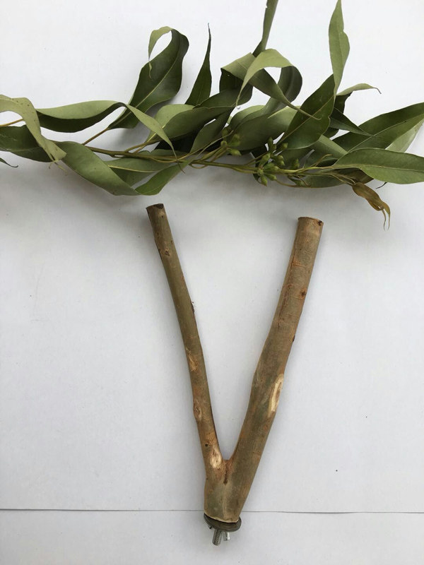 Eucalyptus branches Fork Standing Bars of Eucalyptus Trees Fork Eucalyptus pitchers Nectar Bags of Pet Supplies Toys for Pet Supplies