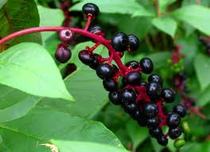 Mountain Ribao Fresh Freshly Cold Back Chinese Herbal Medicine Merchants Land Root Mountain Turnip See Oncology