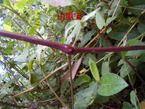 Now dig wild fresh soil bison knee Bison knee inverted buckle grass bone grass sprain 500 grams