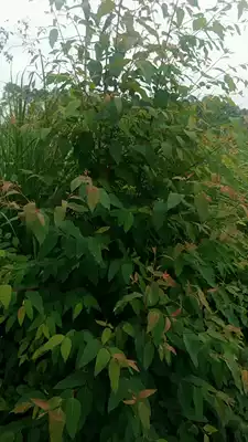 Fresh Eucalyptus leaf honey pear food 500g eucalyptus leaf eucalyptus branch grinding tooth stick toy deodorant deodorant