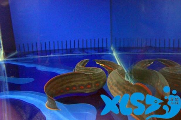 火龙鱼 火鳗 龙鱼混养 活体观赏鱼 红纹刺鳅 大