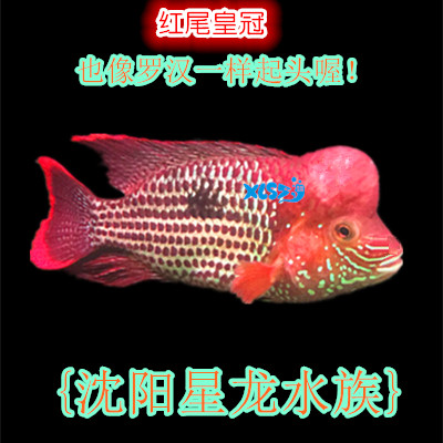Tropical Fish Ornamental Fish Freshwater Pet Fish Medium Large Feng Shui Fish Red Tail Crown Fish Sapphire Water Group Living