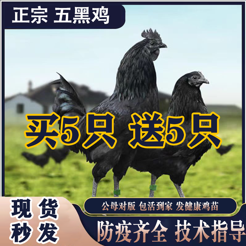 正宗五黑鸡活苗:农家散养,纯种乌骨鸡的美味与健康之旅🌿!-宠物鸡-淘宝百科网