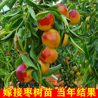 Jujube live seedling grafting Zhanhua winter jujube seedling tree extra-large earth planting potted fruit tree seedlings planted in the north and south of the year