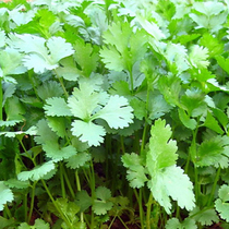 Oil green parsley seed Shandong parsley variety Four Seasons Sowing Balcony Potted Garden Vegetable Garden Vegetable Seed
