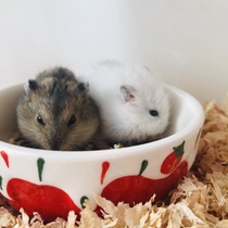 Home Raising Small Hamster Living Things Third-tier Purple Hamster Silver Fox Budding Golden Silk Bear Living Couple Cage Supplies Package Pets