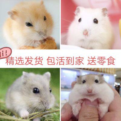 Selected live hamsters have been vaccinated domestic three-line golden bear live cubs a couple cage small pets