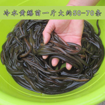 Small Yellow Eel Eel Fry Fresh Water Seedling Long Fish Living Cage Small Fry Cold Water Breeding Eel Fry Fresh Finless Eel Fish Fry