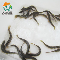 Clay Loach Fry Small Mud Loach Avocado Turtle Fishing Clay Loach Rays Fish Fish Fish Grain Parrot Fish Feed Dragon Fish Live Feed