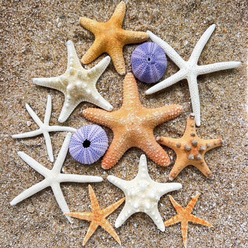Natural Conch Shell Steamed Bun Starfish Finger Starfish Decorative Ornaments Handmade DIY Accessories Photography Props Natural Conch Shell Steamed Bun Starfish Finger Starfish Decorative Ornaments Handmade DIY Accessories Photography Props