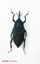 Black Velvet Weevil 47mm Sumatra The texture is very good. If you are interested please chat with me privately~