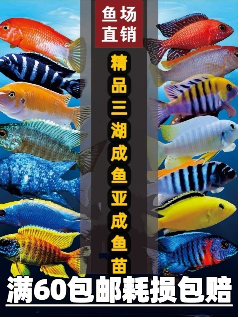 辽宁三湖慈鲷店的LOGO