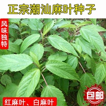 Jute leaf seed Chaoshan specie red hemp leaf seed jute red hemp white hemp seed Vegetable Wild Vegetable Seeds