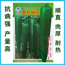 High - quality chili pepper pepper seed pointy pepper seed hybrid high - yield anti - disease 5g
