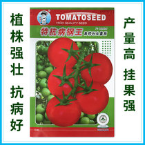 Special disease resistant steel King high-grade stone tomato seed hybrid imported tomato seed vegetable high yield 1 gram