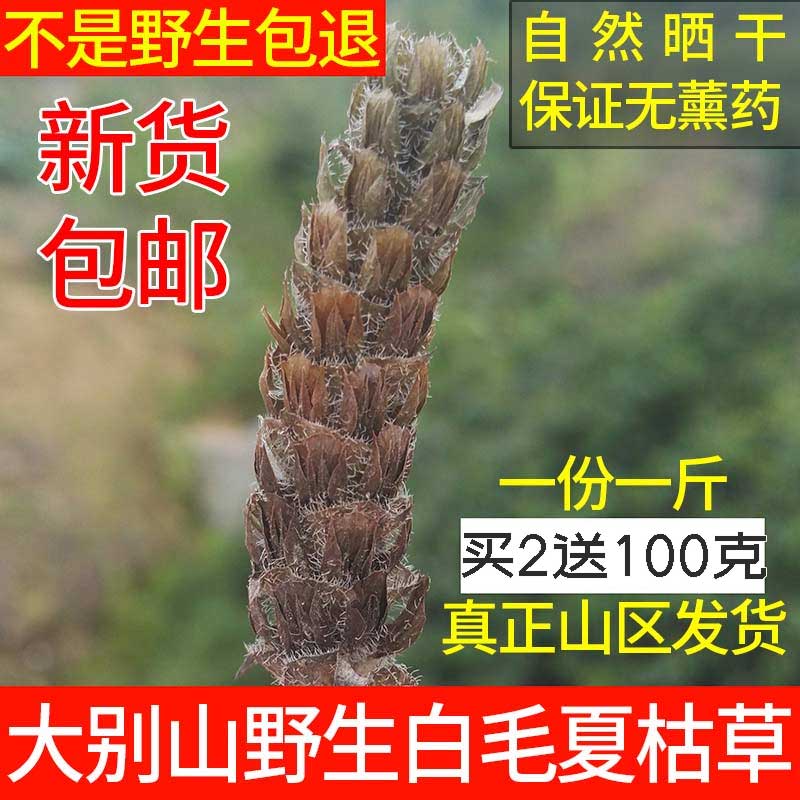 Prunella vulgaris wild Prunella vulgaris Prunella vulgaris