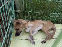 This is the thinnest dog Ive ever seen-----Lingding (not for sale)