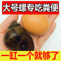 Fish tank snails eat manure snails to clean up garbage cleaning algae artifact cold water snails live ornamental snail Koi
