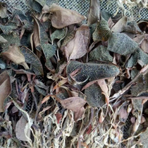 Tulou specialty authentic Fujian forest imitation wild Anoectochilus whole dry product 1kg liver tea 500g special grade