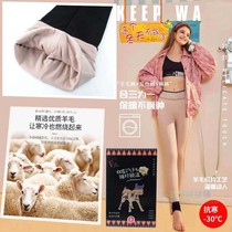 VC1717 winter style air wool garnter thickened double layer of warm and unscarred first-line ladies beating underfoot pants socks