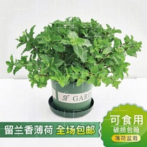 Thin He Potted Pu He Brehe Fresh Edible Leaf Indoor Hydroponic Mosquito Repellent Plant Rosemary Seedling Green Flower