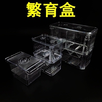 Fighting fish ornamental fish isolation breeding incubator small tropical fish guppies breeding box Fry oviposition breeding box