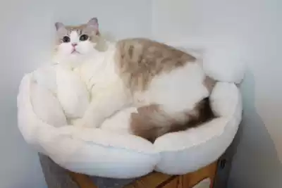 Four-purpose big-eared dog spot does not return