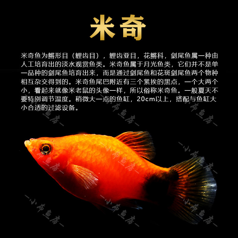 胎生魚集紅黃米奇銀黑瑪麗魚金球瑪麗皮球熱帶魚觀賞魚寵物劍尾魚