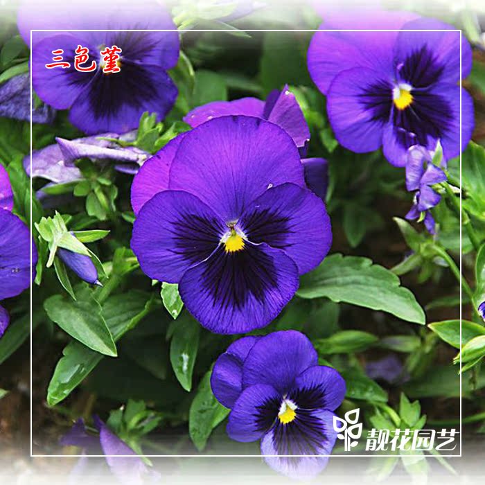 三色堇種子1斤春秋季播種盆栽擺花花壇園藝綠化草本花卉種子批發 三色堇種子1斤春秋季播種盆栽擺花花壇園藝綠化草本花卉種子批發