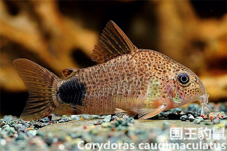 Tj水族社 国王豹鼠野生鼠鱼包损 不包邮